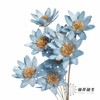 永生花 | 瓜子莲天蓝色 商品缩略图2