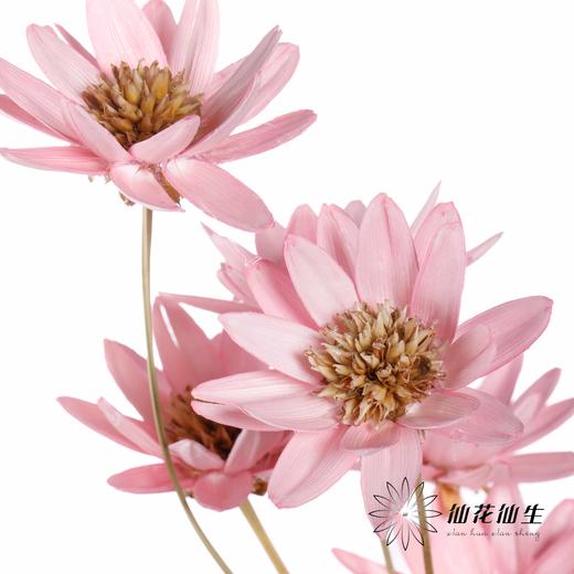 永生花 | 瓜子莲粉色 商品图4