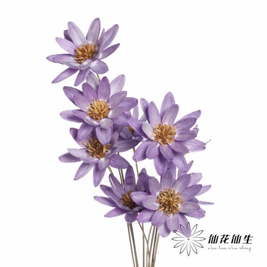 永生花 | 瓜子莲香芋紫 商品图3