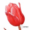 荷兰花材 | 染色郁金香鲑鱼粉【染色有差异介意慎拍】 商品缩略图0