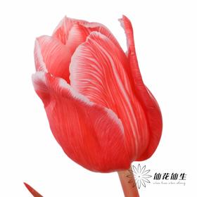 荷兰花材 | 染色郁金香鲑鱼粉【染色有差异介意慎拍】