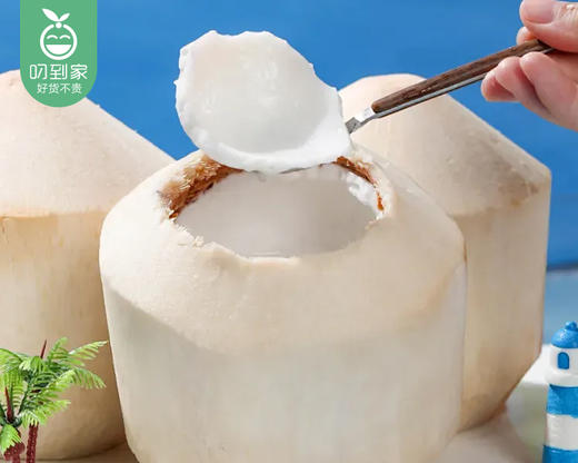 泰国功夫椰青特大果*2颗（约1000g/颗） 商品图2