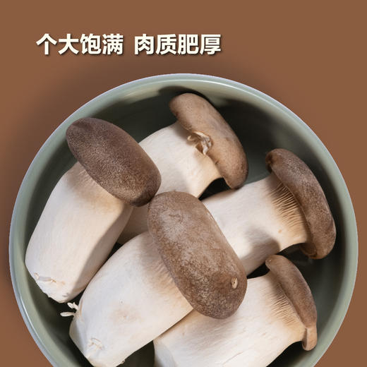 MM 山姆 迷你瓶栽杏鲍菇 520g 商品图3