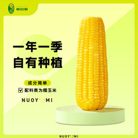 易中易有机黄糯玉米糯黑糯玉米 鲜香软糯有机量贩装家庭装整箱 黄金8cm低脂杂粮儿童早餐