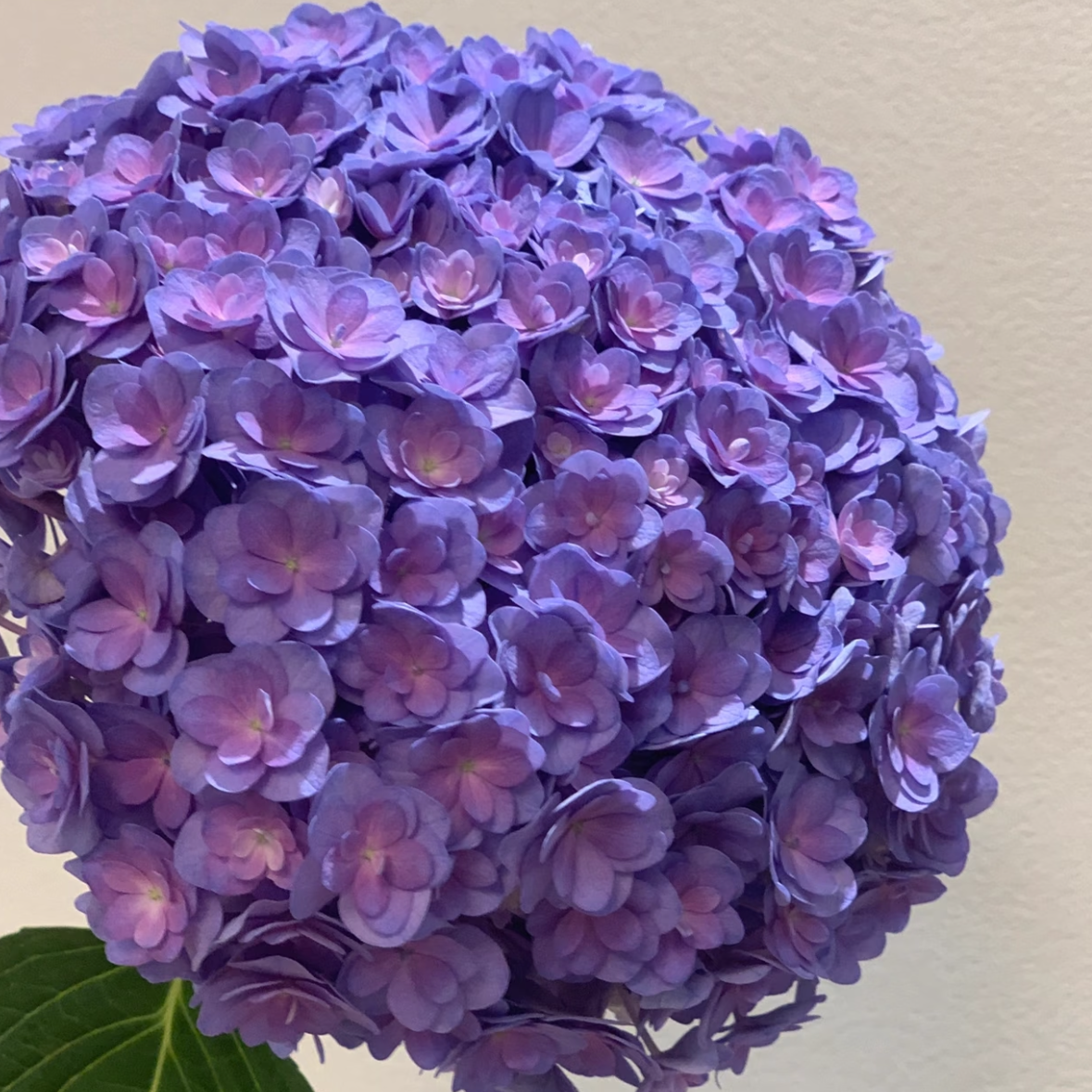 重瓣蓝紫丨绣球丨1株