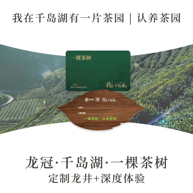我在千岛湖有一片茶园【一棵茶树】