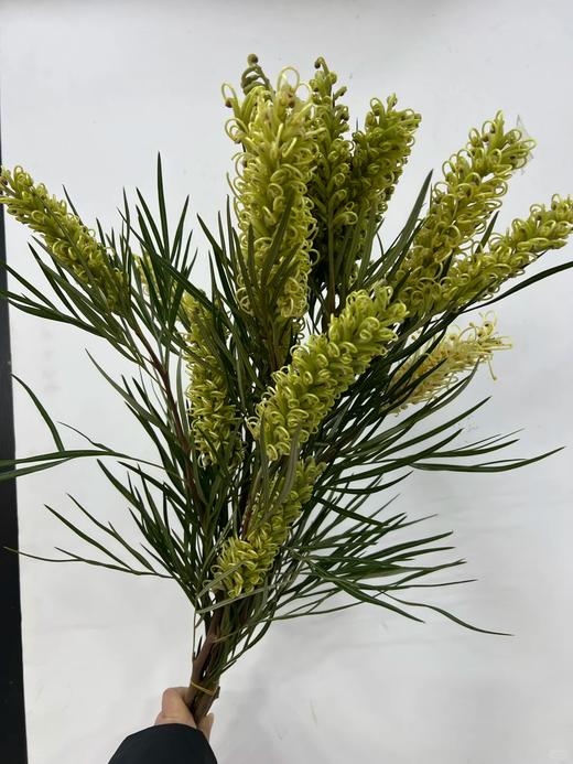 小众稀有花材爆米花银桦花1扎 商品图1