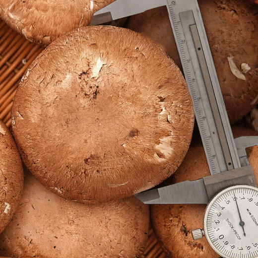 MM 山姆 牛排菇 330g 商品图7