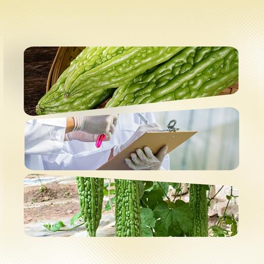 MM 山姆 珍珠苦瓜 1kg 商品图4