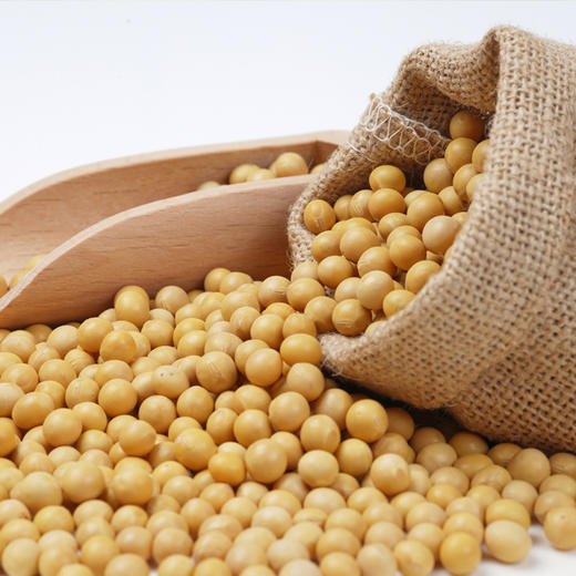 绿帝有机黄豆400g*2 商品图6
