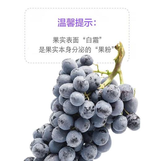 MM 山姆 提博士黑提 907g 商品图4