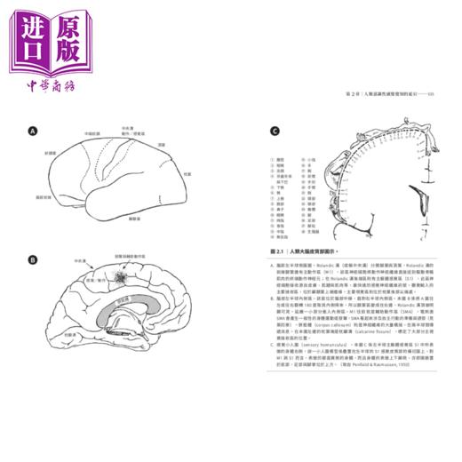 【中商原版】如何测量自由意志  班杰明 利贝特的心智时间与人类意识	班杰明 利贝特 李贝	联经出版	港台原版 商品图3
