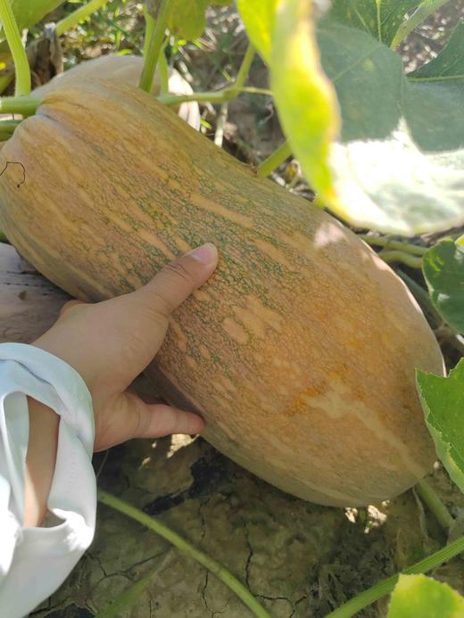 蜜本南瓜 商品图8