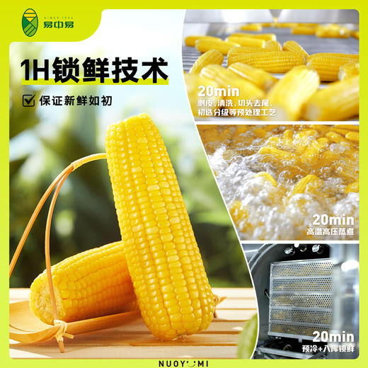 易中易有机黄糯玉米糯黑糯玉米 鲜香软糯有机量贩装家庭装整箱 黄金8cm低脂杂粮儿童早餐 商品图2