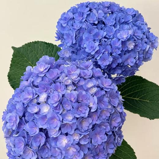 重瓣蓝紫丨绣球丨1株 商品图1