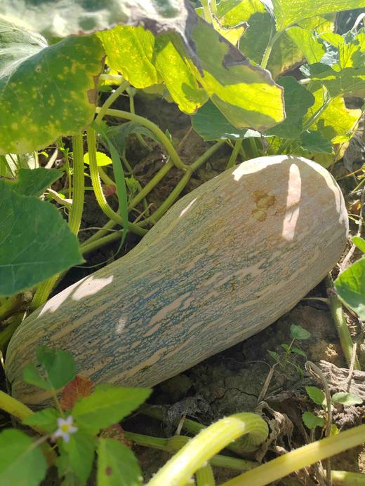 蜜本南瓜 商品图10