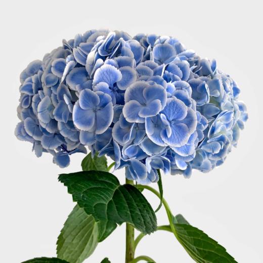 孔雀兰丨重瓣绣球丨1株 商品图1