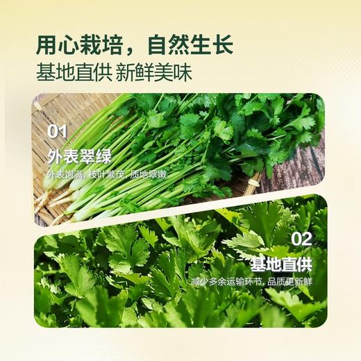 MM 山姆 香菜 100g 商品图2