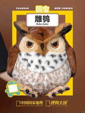 头上有“犄角”的猫头鹰来啦！