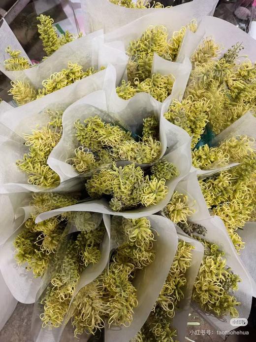 小众稀有花材爆米花银桦花1扎 商品图4