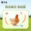 华畜青蒿末鸡球虫病凉血驱虫清热解毒 商品缩略图3