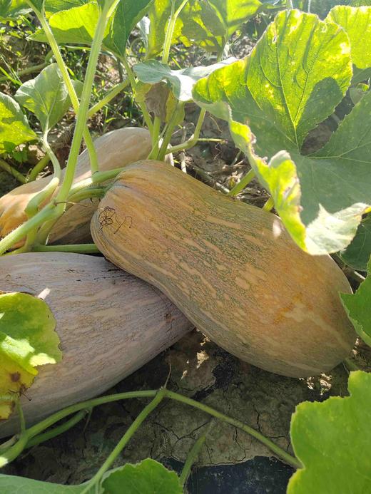 蜜本南瓜 商品图6