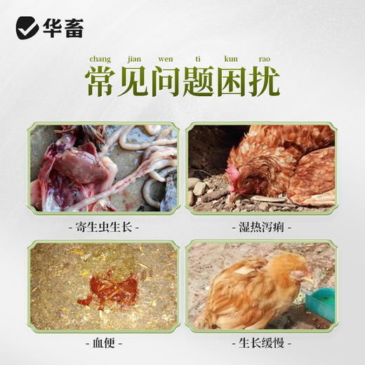 华畜青蒿末鸡球虫病凉血驱虫清热解毒 商品图1