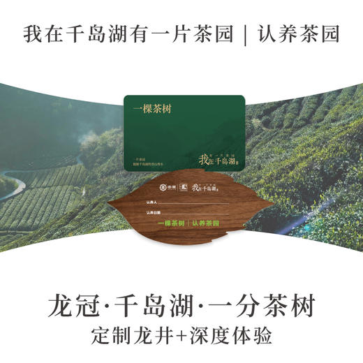 我在千岛湖有一片茶园【一分茶树】 商品图0