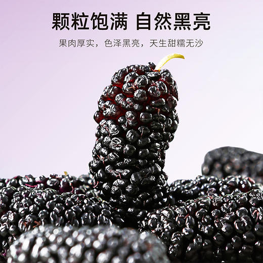 【10袋到手仅39.9元】【杞里香黑桑葚干无沙桑椹子100g/袋】泡茶泡酒非免洗即食桑葚旗舰店
自然生长  口感软甜 干净无沙 商品图4