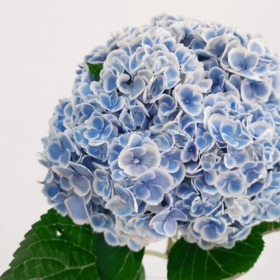 孔雀兰丨重瓣绣球丨1株