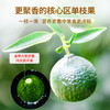 澜沧古茶2023年茶妈妈小青柑新会陈皮普洱熟茶200g 商品缩略图2