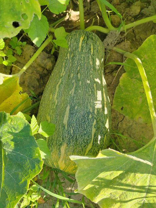 蜜本南瓜 商品图3