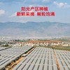 MM 山姆 提博士黑提 907g 商品缩略图3