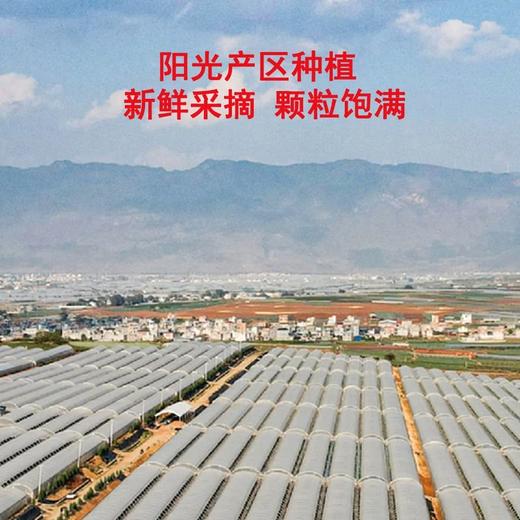 MM 山姆 提博士黑提 907g 商品图3