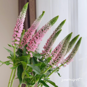 粉色鼠尾丨草花