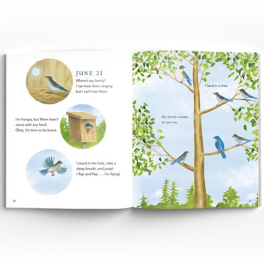 A Nature Diary 自然日记系列 商品图2