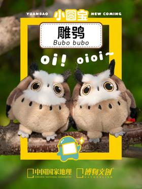 一窝小圆宝雕鸮登场！