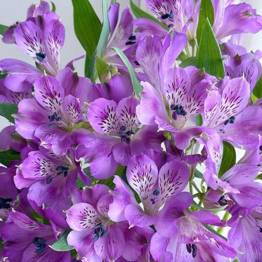 进口六初花丨浅紫 商品图0