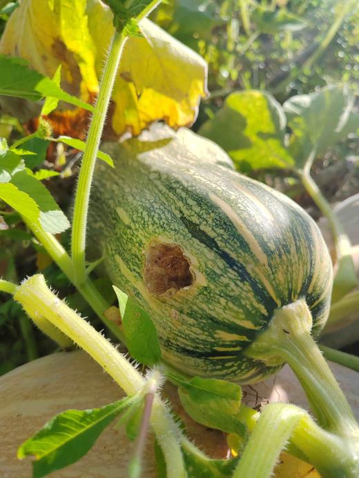 蜜本南瓜 商品图7