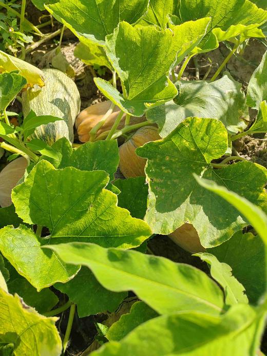 蜜本南瓜 商品图5