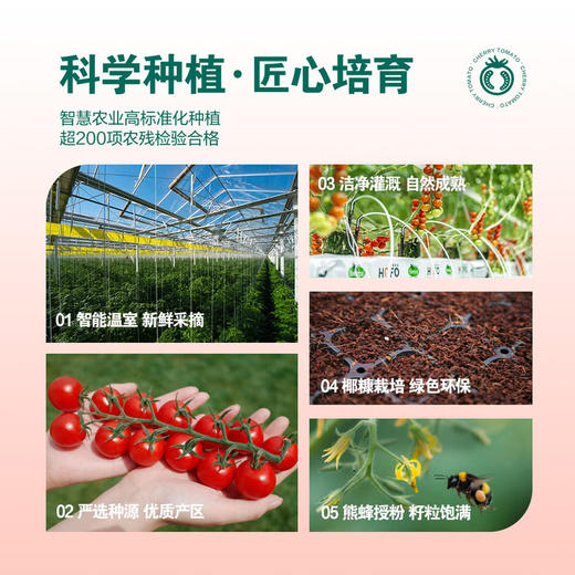 MM 山姆 串收小番茄 1kg 商品图2