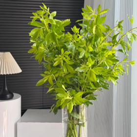 墨西哥橘叶丨叶材