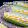 MM 山姆 水果甜玉米 1.5kg 商品缩略图3