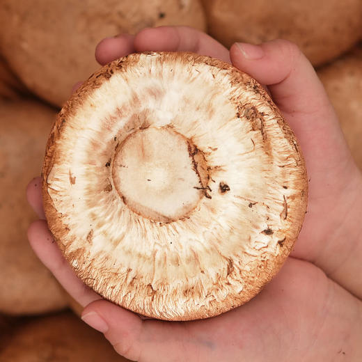 MM 山姆 牛排菇 330g 商品图6