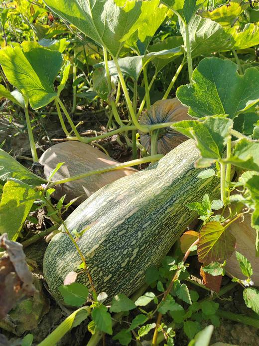 蜜本南瓜 商品图11