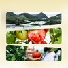 MM 山姆 高山粉茄 1.6kg 商品缩略图3