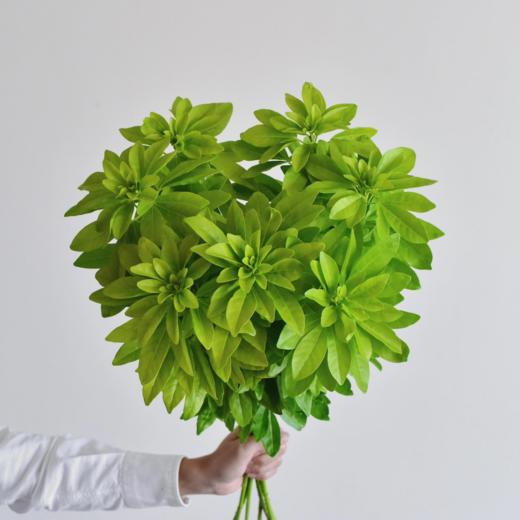 墨西哥橘叶丨叶材 商品图2