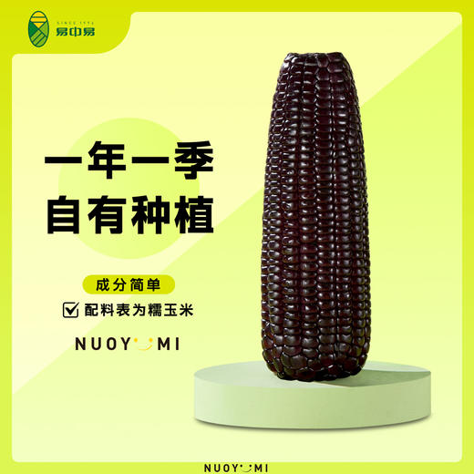 易中易有机黄糯玉米糯黑糯玉米 鲜香软糯有机量贩装家庭装整箱 黄金8cm低脂杂粮儿童早餐 商品图4