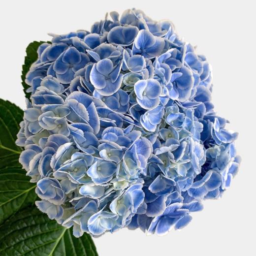 孔雀兰丨重瓣绣球丨1株 商品图2