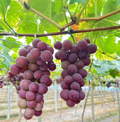 我试试 商品图0